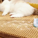 Escova Removedor de Pelos Cachorro Gatos Multifuncional Roupas Remoção De Pó DT9461